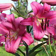 Лилия ОТ-гибрид Донато Лилия ОТ-гибрид Донато