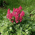 Астильба японская Koln