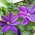 Клематис крупноцветковый Вайлдфаер