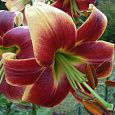 Лилия ОТ-гибрид Ред Морнинг