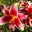 Лилия ОТ-гибрид Софи Лилия ОТ-гибрид Софи