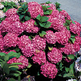 Гортензия крупнолистовая Гловин Эмбес Гортензия крупнолистовая Гловин Эмбес