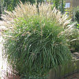 Мискантус китайский Kleine Fontaine