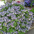 Гортензия шершавая Macrophylla