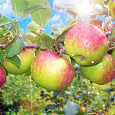 Яблоня Уэлси