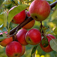 Яблоня Уэлси