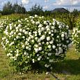 Калина обыкновенная  Бульденеж (Розеум)