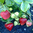 Земляника садовая Флорин