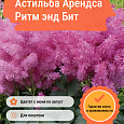 Астильба Арендса Ритм энд Бит Астильба Арендса Ритм энд Бит