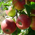 Яблоня Уэлси