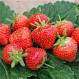 Земляника садовая Соната