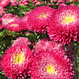 Астра помпонная Вишнево-красная Астра помпонная Вишнево-красная