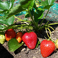 Земляника садовая Кокинская ранняя