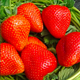 Земляника садовая Румба