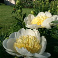 Пион молочноцветковый Gold Standard Пион молочноцветковый Gold Standard