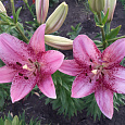 Лилия ЛА-гибрид Коголето Лилия ЛА-гибрид Коголето